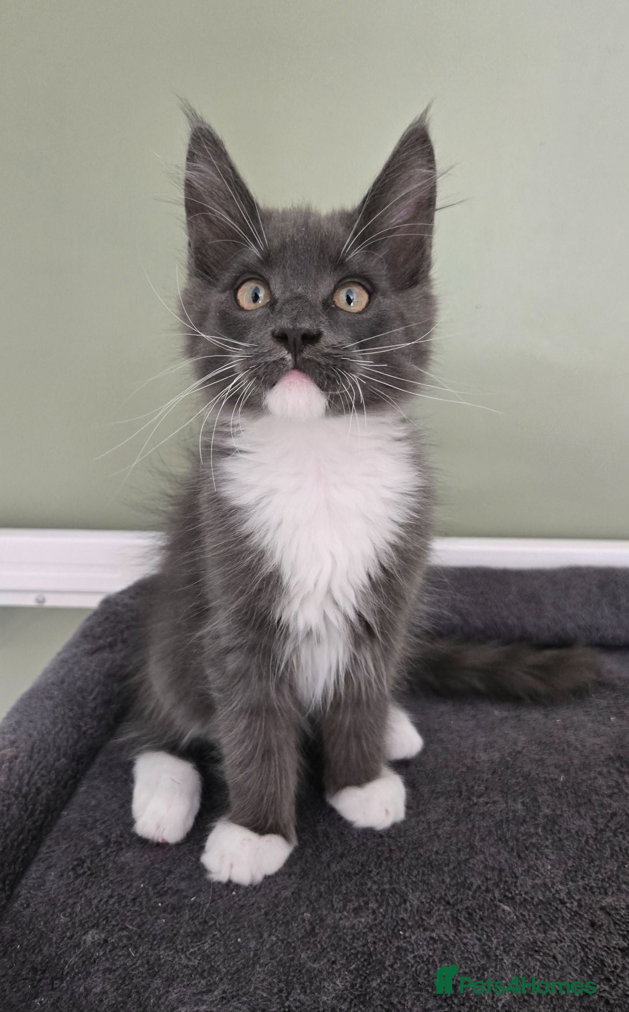 Maine Coon cats GCCF Registered Maine Coon Kittens  - Advert 18