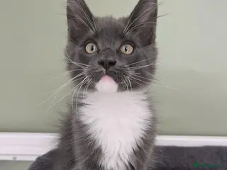 Maine Coon cats GCCF Registered Maine Coon Kittens - Advert 3