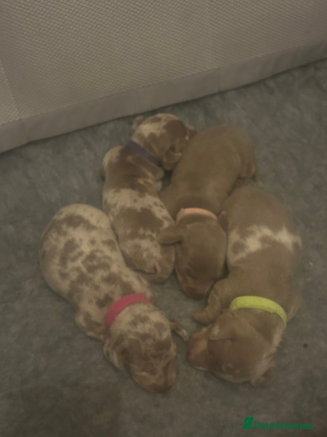 Miniature Dachshund dogs for sale: Isabella dapple Miniature dachshund  - Advert 17