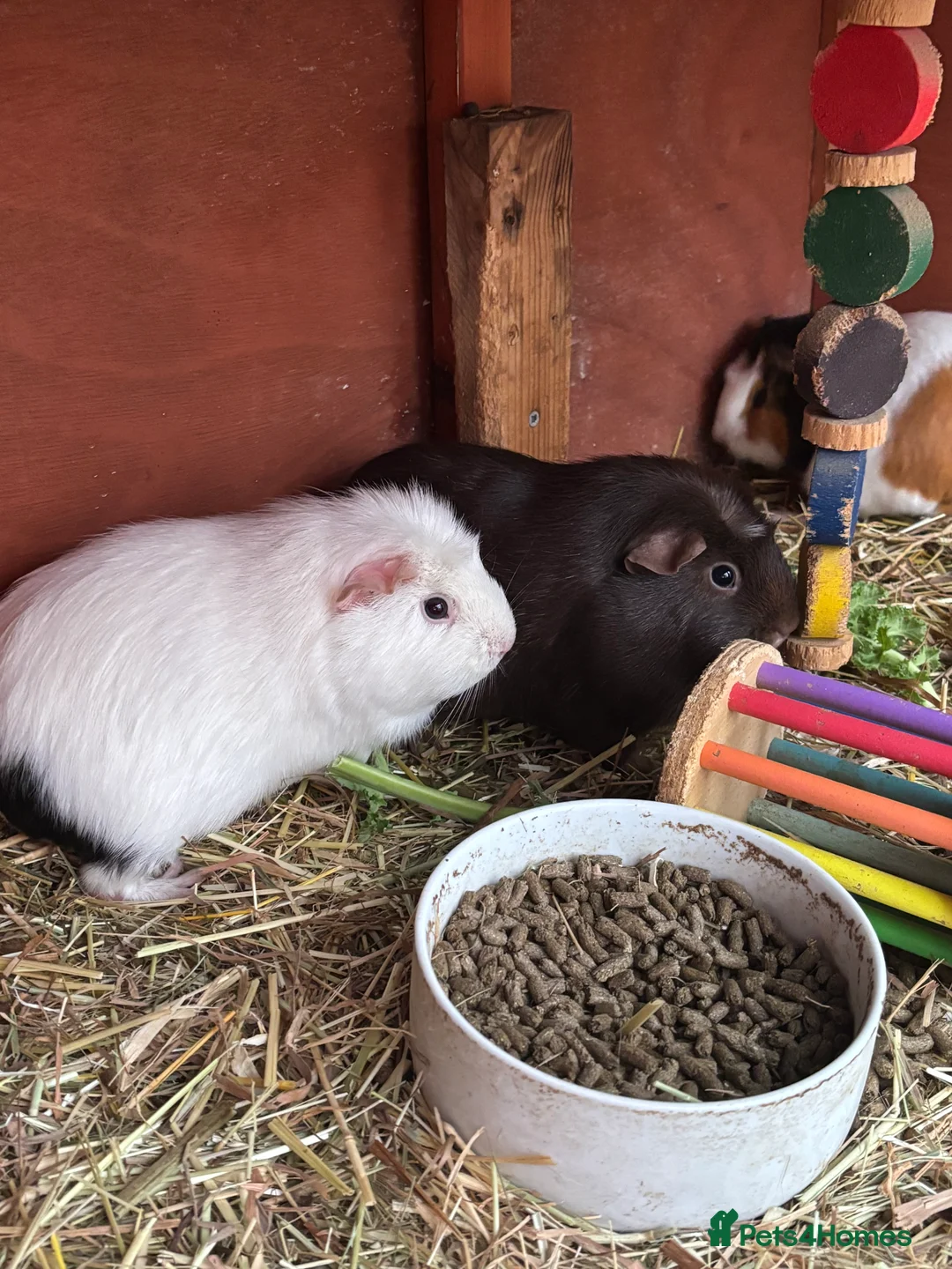 Guinea Pig rodents for sale: Baby sow guinea pigs - Advert 1