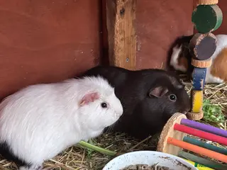 Guinea Pig rodents Baby sow guinea pigs - Advert 1