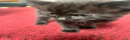 Mixed Breed cats for sale: Gorgeous kittens for sale - Advert 4