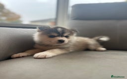 Pomsky dogs for sale: Pomsky Puppies  - Image 21