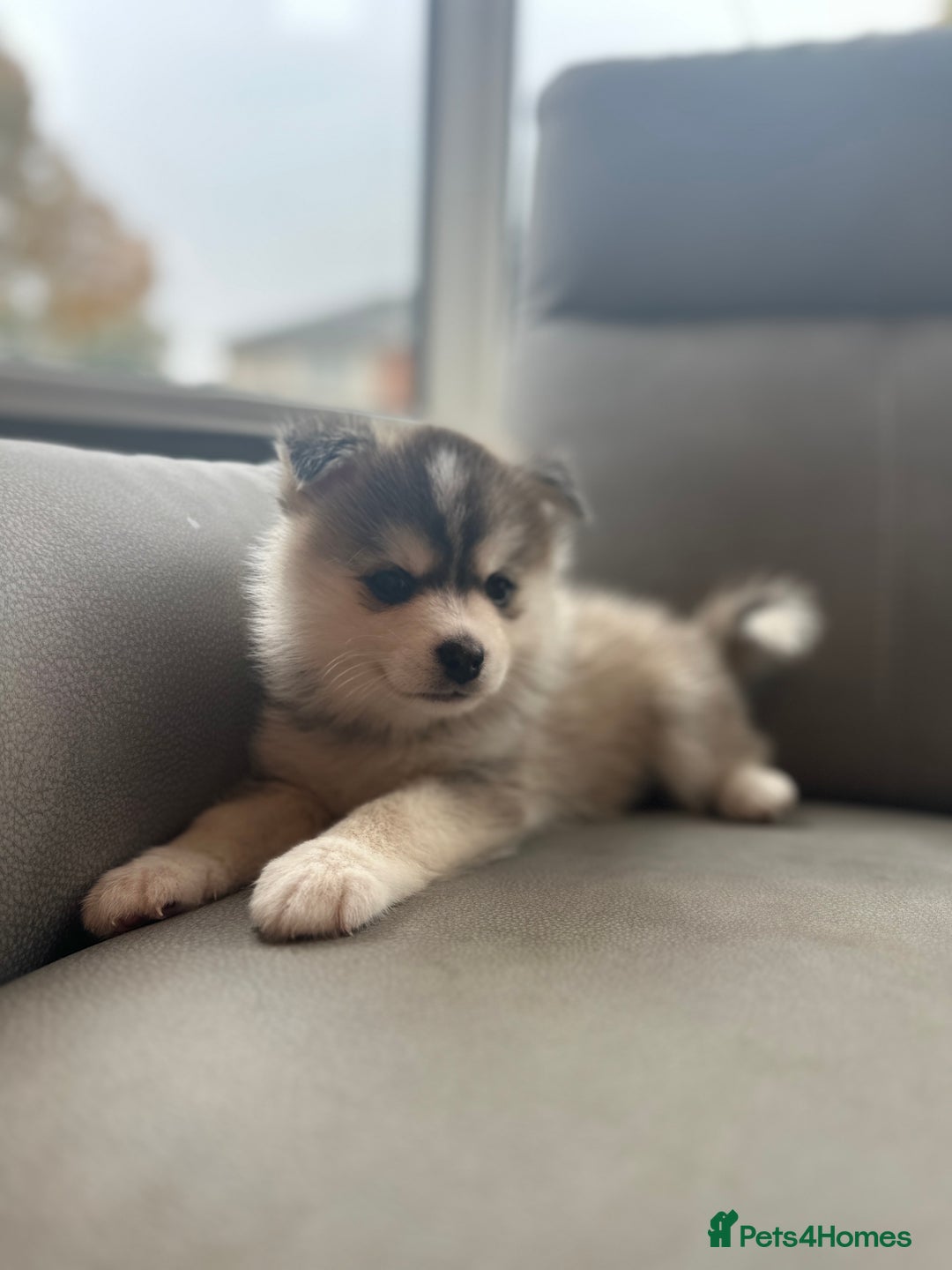 Pomsky dogs for sale: Pomsky Puppies  - Image 21