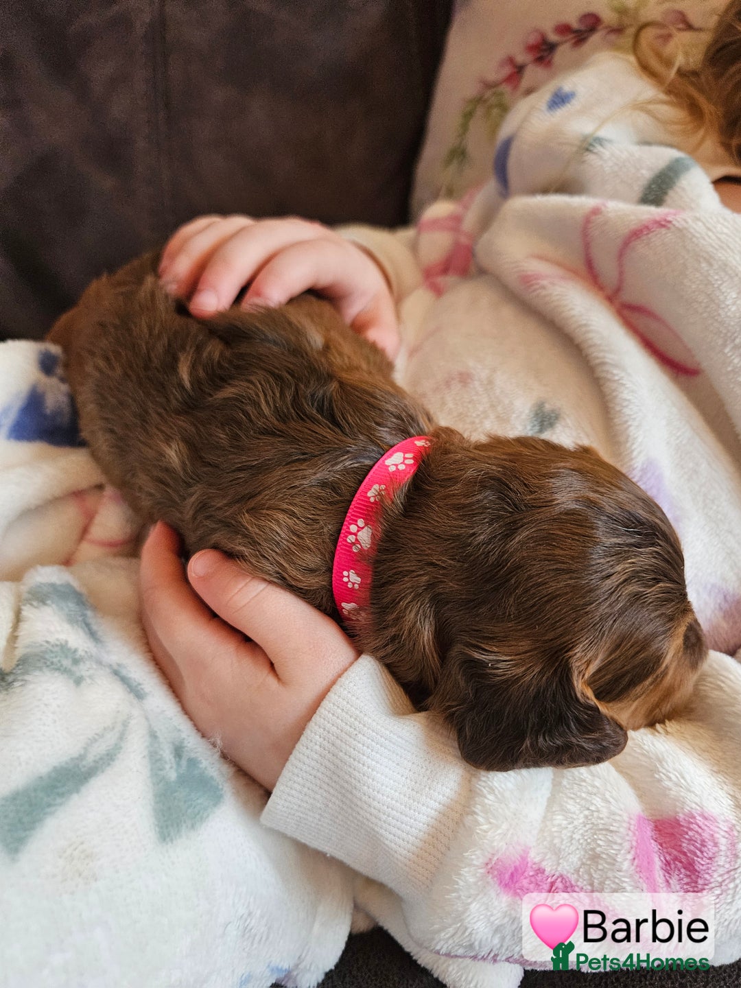 Cockapoo dogs for sale: F3b Cockapoo Puppies – DNA health tested - Advert 19