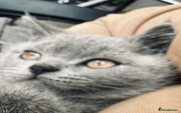 British Shorthair cats for sale: British shorthair  - Image 24