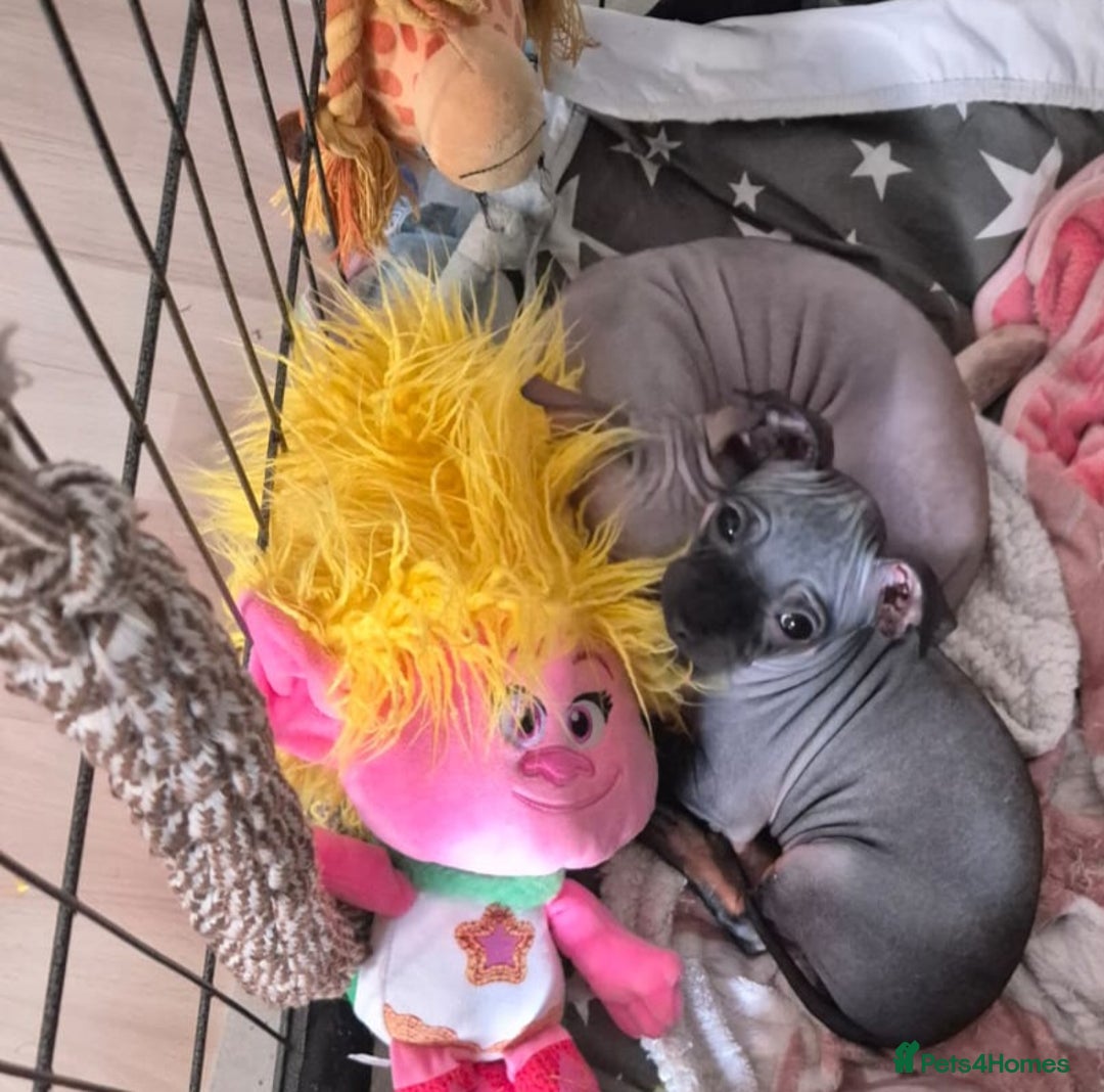 Mexican Hairless dogs for sale: American hairless terrier  - Advert 9