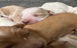 Cockapoo dogs for sale: F1 Cockapoo puppies  - Image 12