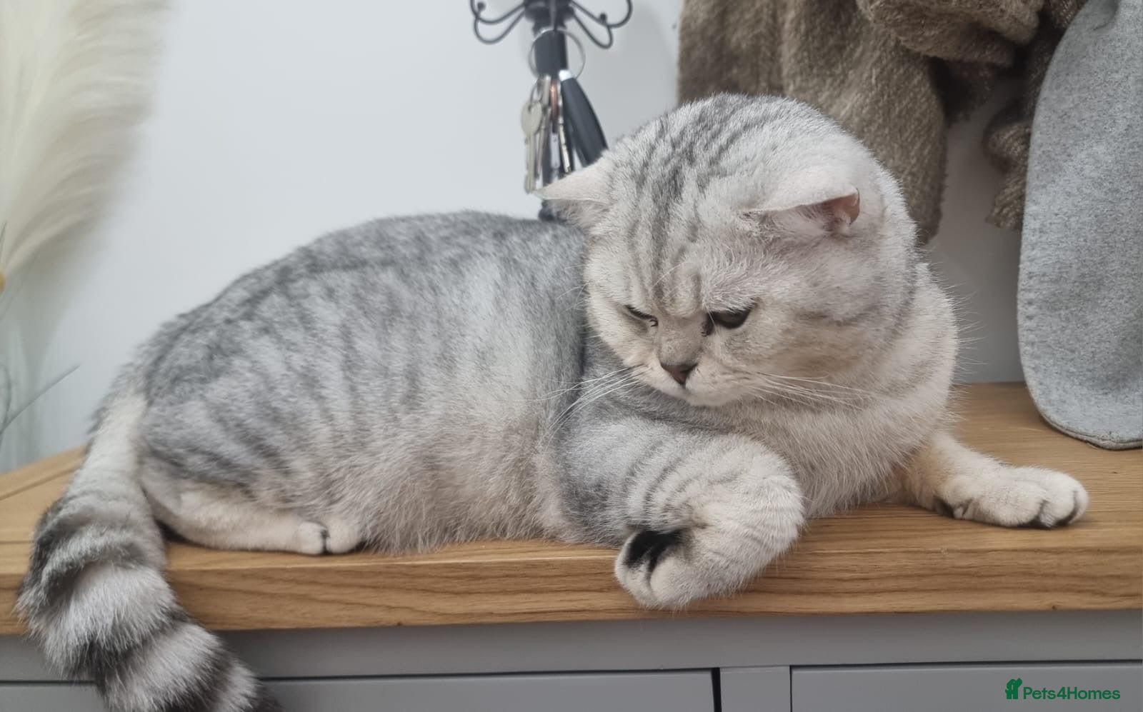 British Shorthair cats 🌟 British Shorthair Chinchilla GCCF Champion - Advert 15