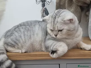British Shorthair cats 🌟 British Shorthair Chinchilla GCCF Champion - Advert 15