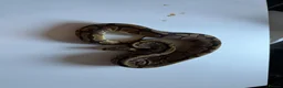 Python Snake reptiles for sale: Ball pythons various reduced  - Advert 15
