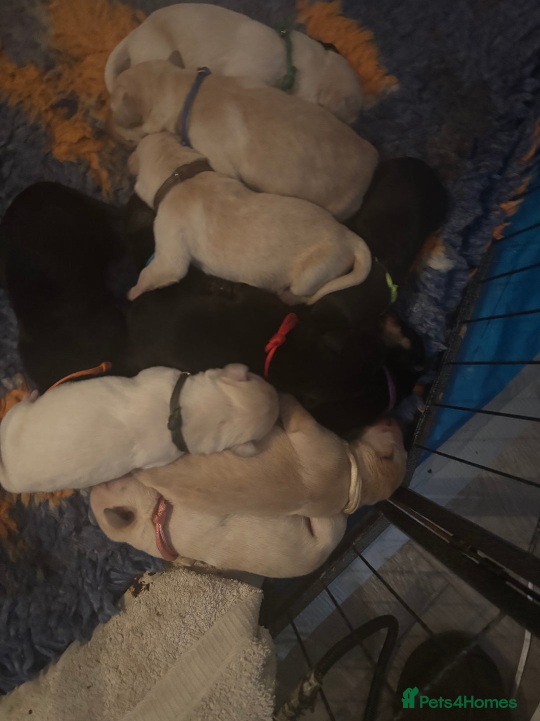 Mixed Breed dogs for sale: Stunning lab/rottie x golden retriever puppies e - Advert 2