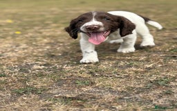 English Springer Spaniel dogs for sale: Working Springer Spaniels  - Image 8