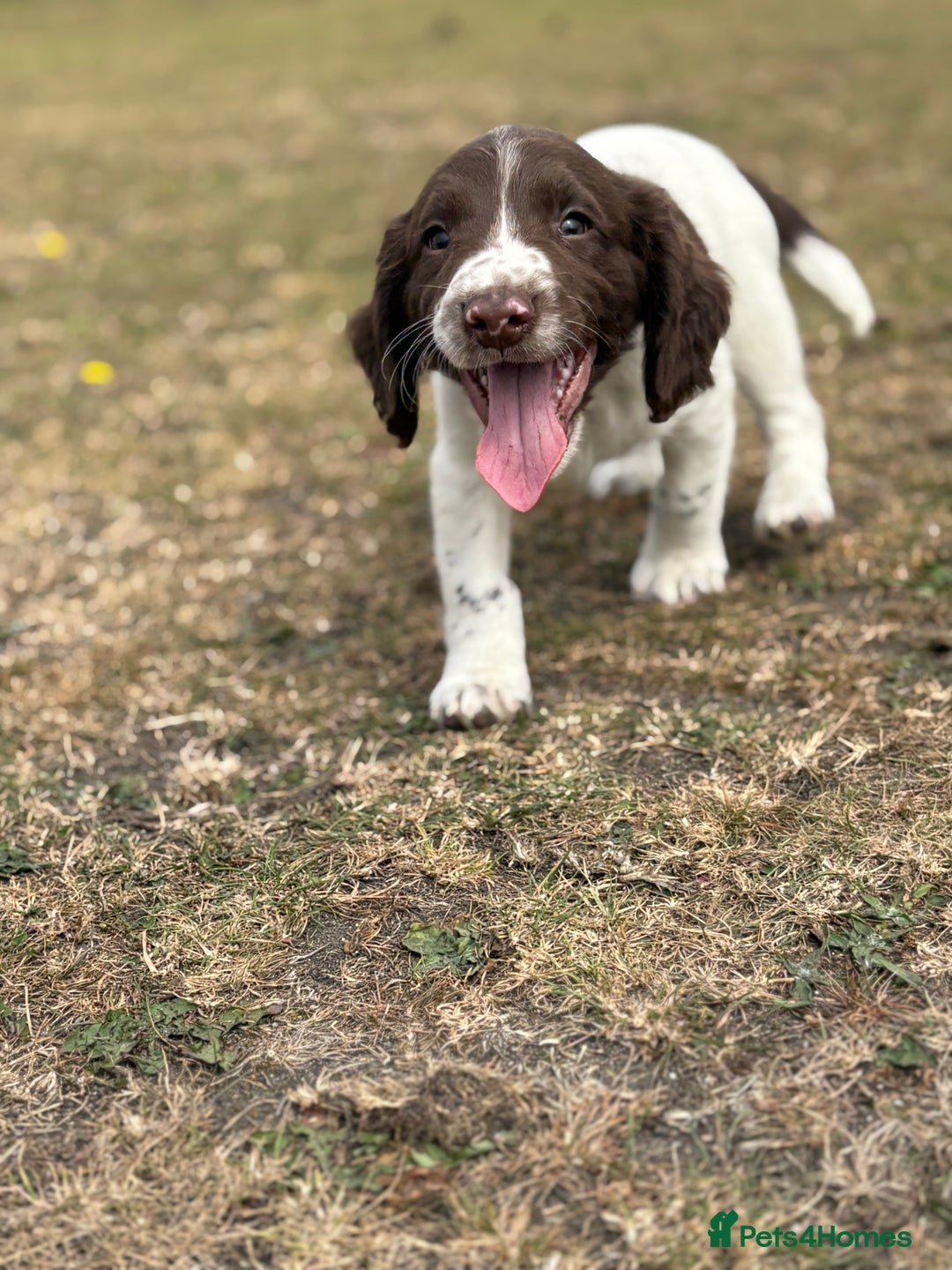 English Springer Spaniel dogs for sale: Working Springer Spaniels  - Image 8