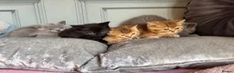 British Shorthair cats for sale: stunning affectionate Kittens available - Advert 7