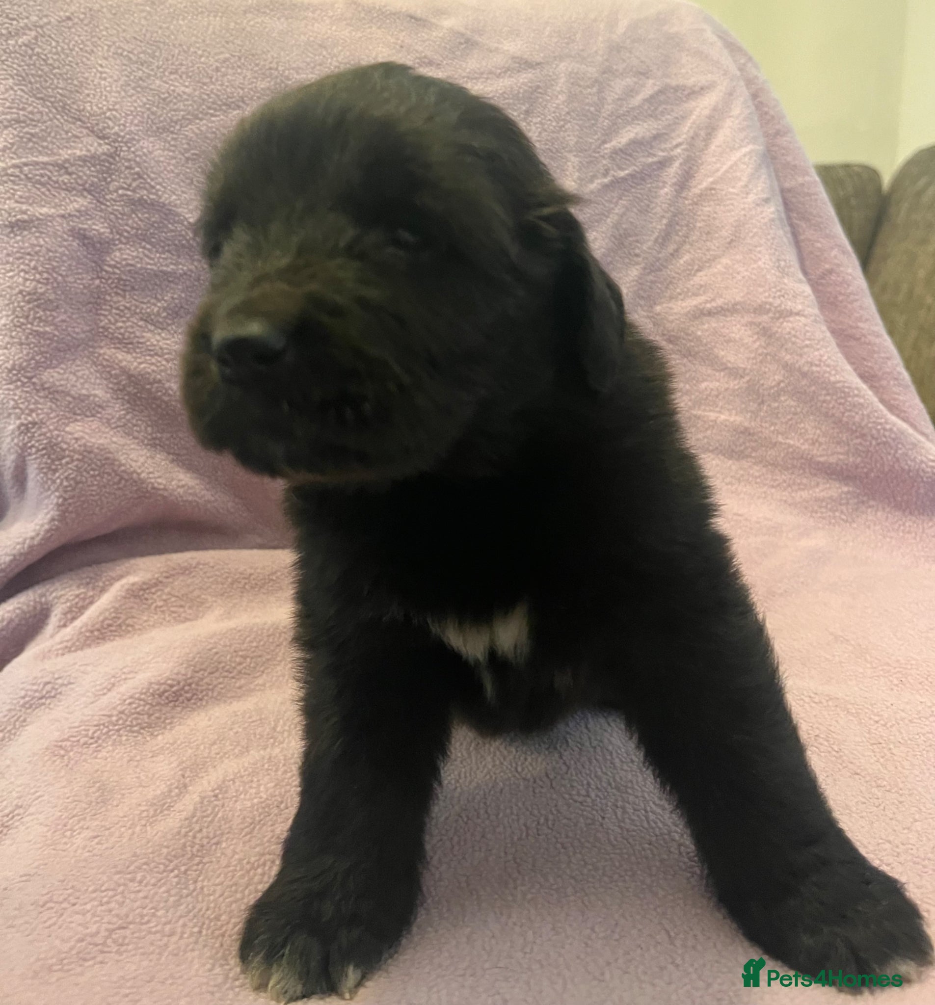 Mixed Breed dogs for sale: Black & landseer Newfoundland puppies  - Advert 11