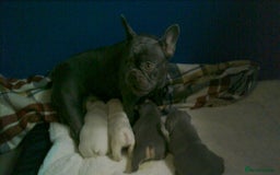 French Bulldog dogs for sale: french bulldog puppys - Image 6