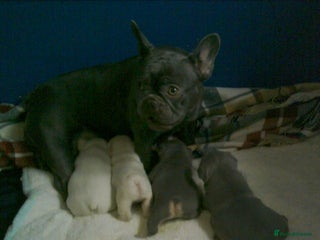 French Bulldog dogs french bulldog puppys - Advert 10