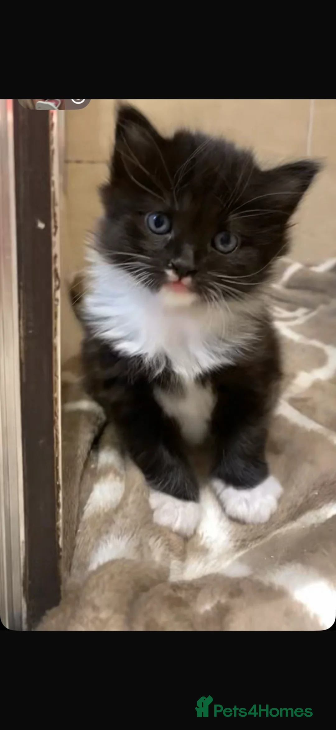 Mixed Breed cats for sale: Beautiful tuxedo kitten for sale - Advert 1