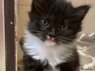 Mixed Breed cats Beautiful tuxedo kitten for sale - Advert 5