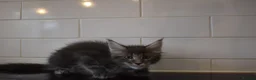 Maine Coon cats for sale: READY FOR COLLECTION  TICA registered kittens - Advert 26