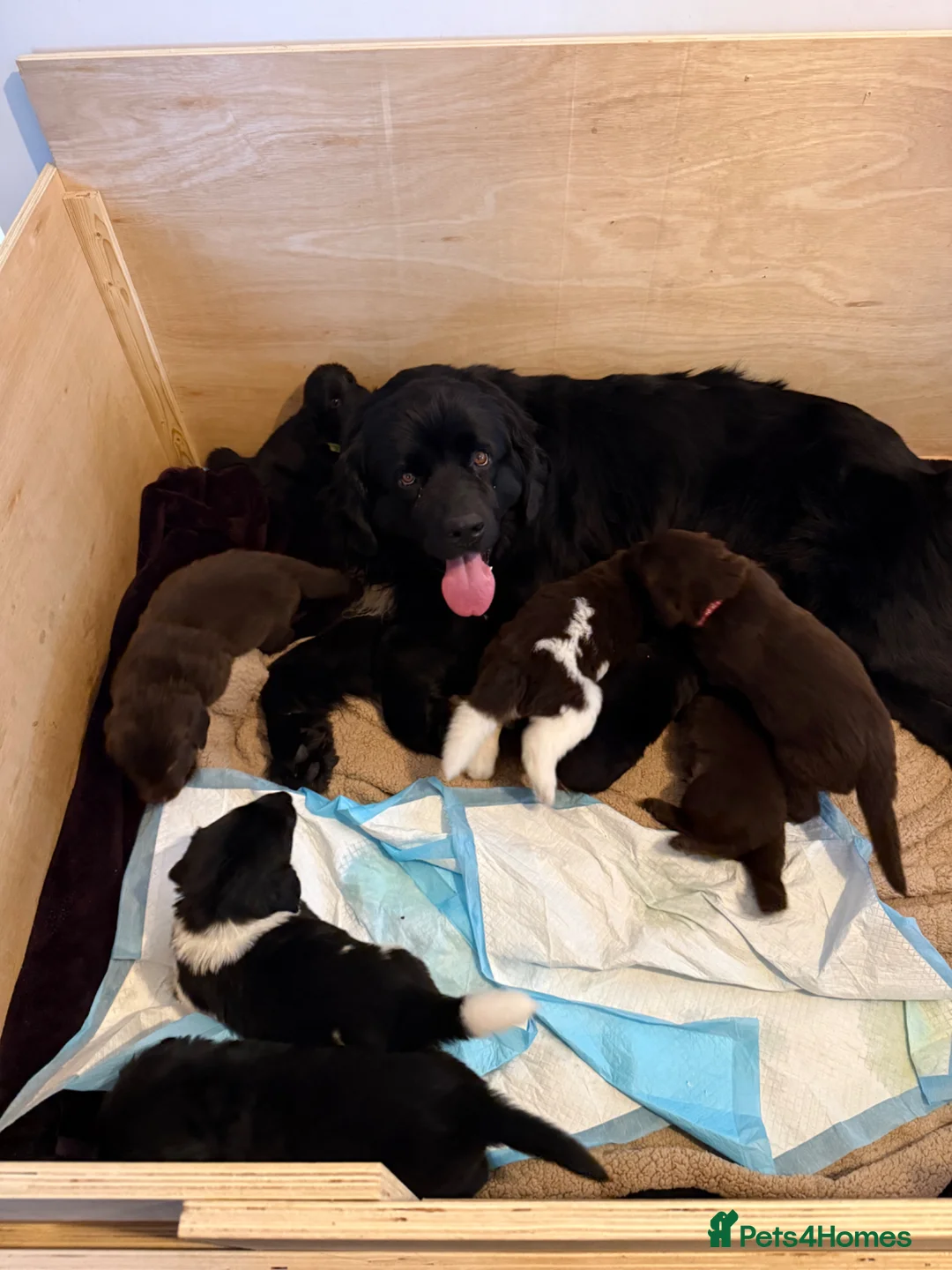 Newfoundland dogs for sale: Newfoundland Puppies - Advert 2