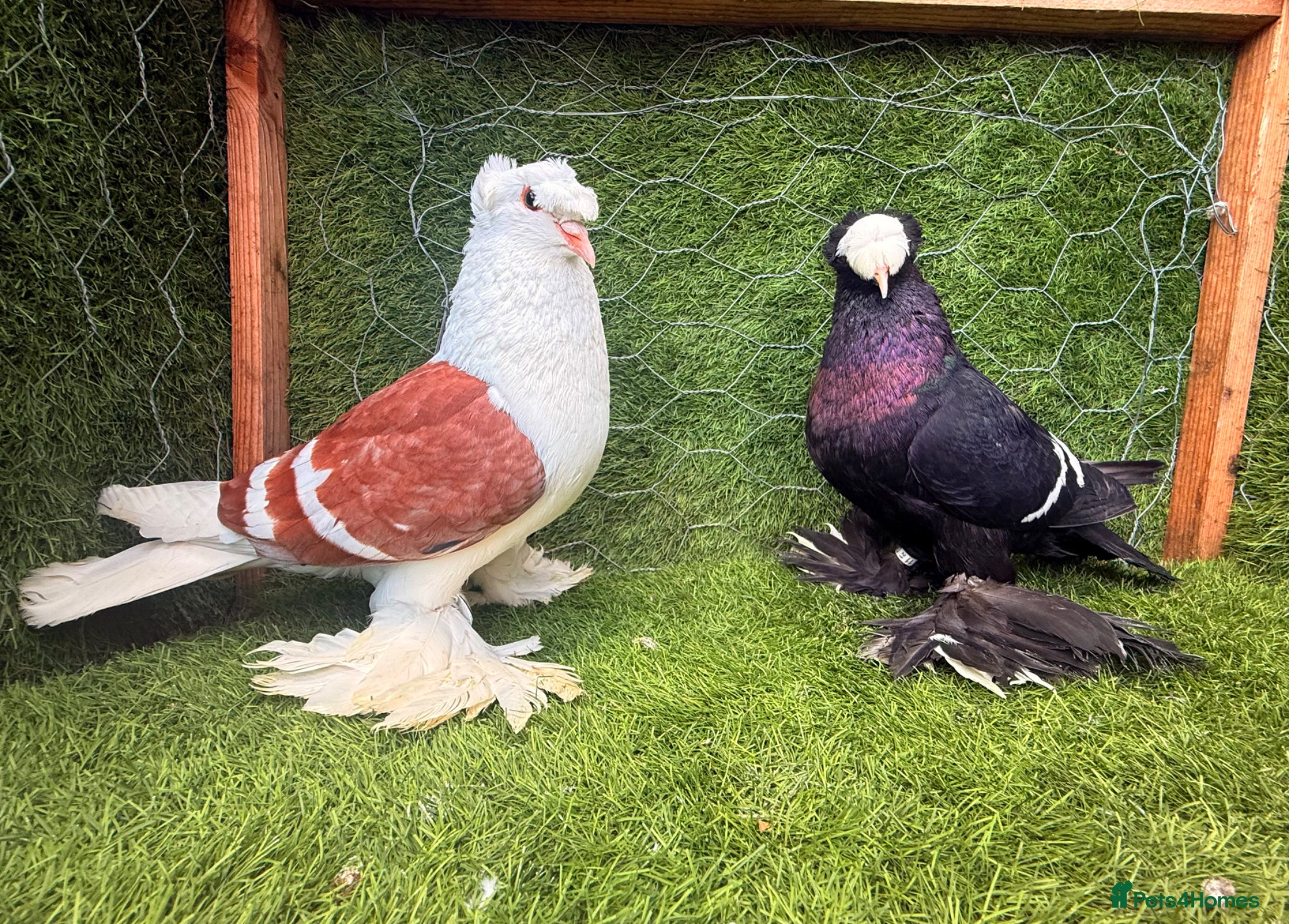 Pigeons birds Top Quality Strong Breeding Pair – Vaccinated - Advert 1