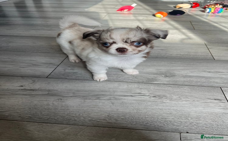 Chihuahua dogs - Advert 1