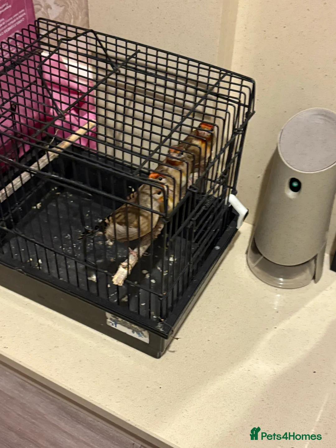 Gallery Image {{count}}