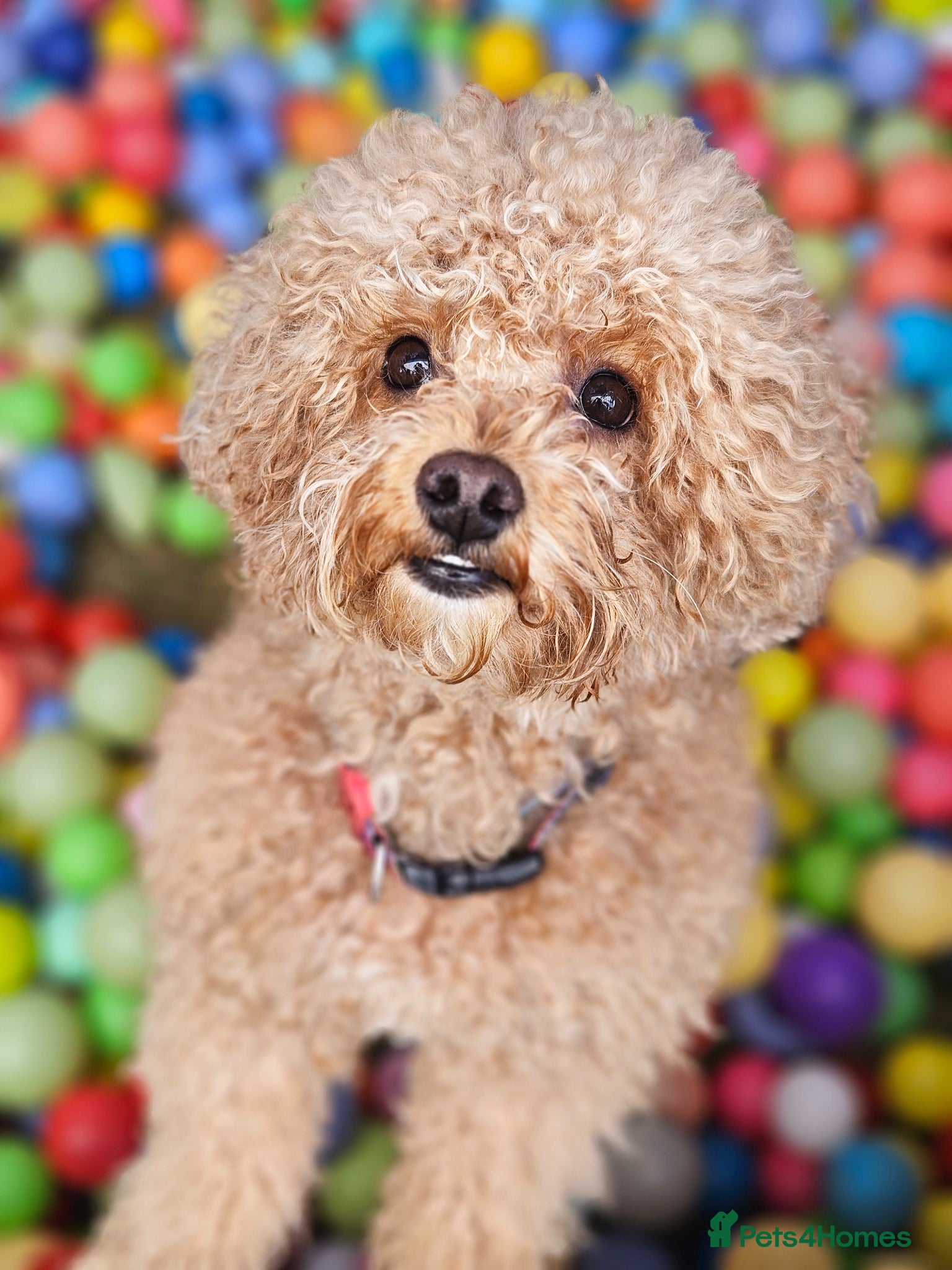 Maltipoo dogs for sale: F1b Maltipoo  - Advert 1