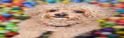 Maltipoo dogs for sale: F1b Maltipoo  - Advert 1