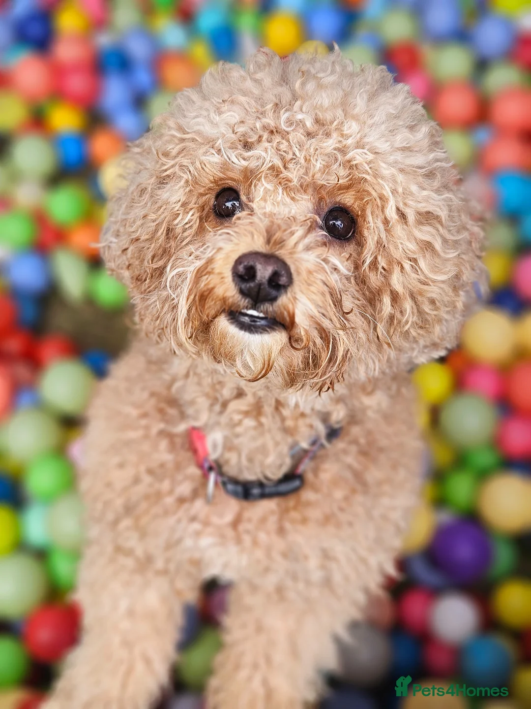 Maltipoo dogs for sale: F1b Maltipoo  - Advert 1