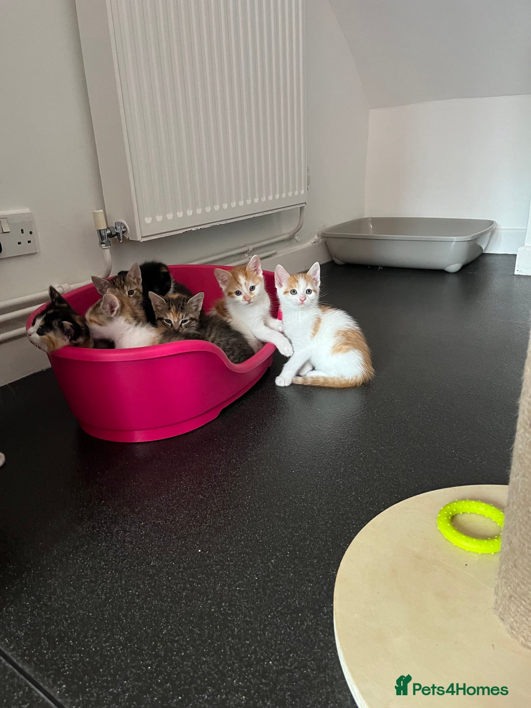 Domestic Shorthair cats for sale: Litter of 9 Beautiful Kittens - Image 28
