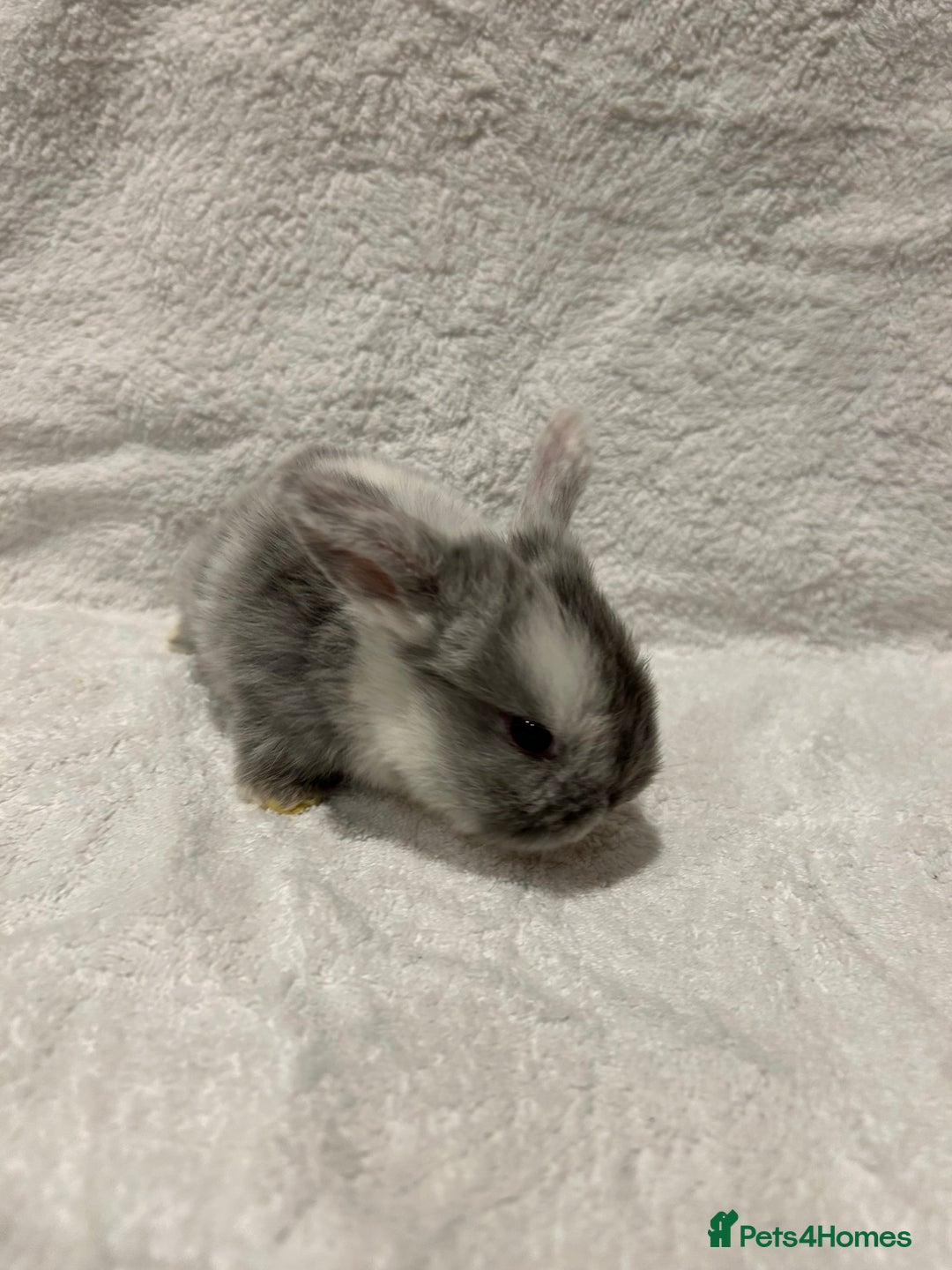 Mini Lop rabbits for sale: Pure Bred Mini Lop Baby Rabbits - Advert 19