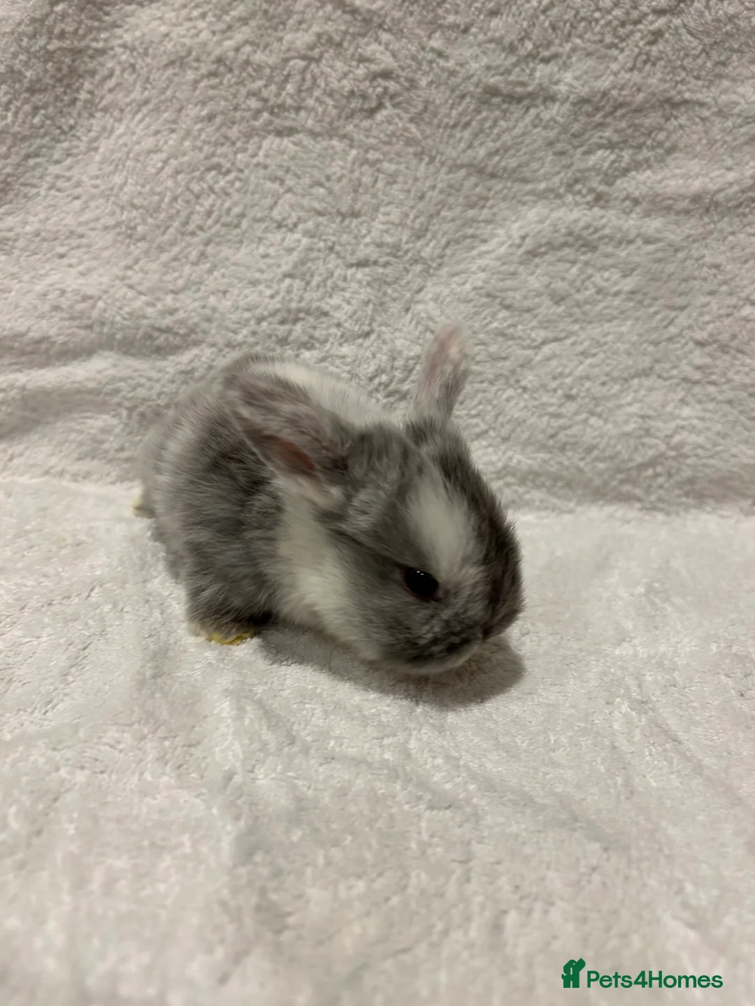 Mini Lop rabbits for sale: Pure Bred Mini Lop Baby Rabbits - Advert 19