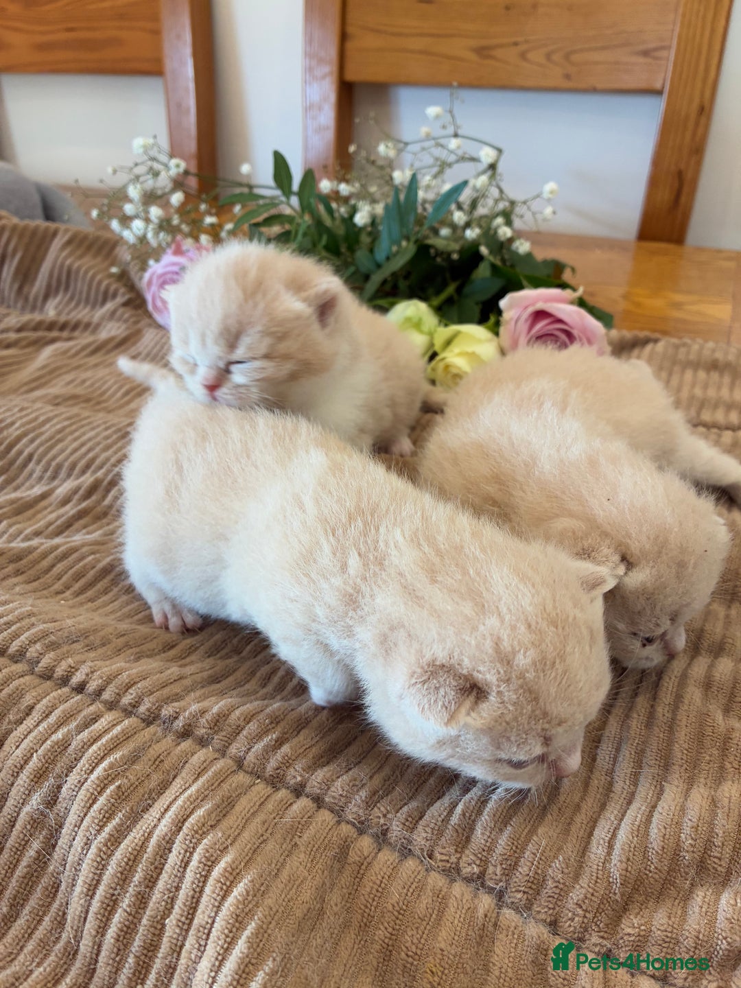 British Shorthair cats for sale: 5 TICA BRITISH SHORTHAIRED KITTENS - Image 7
