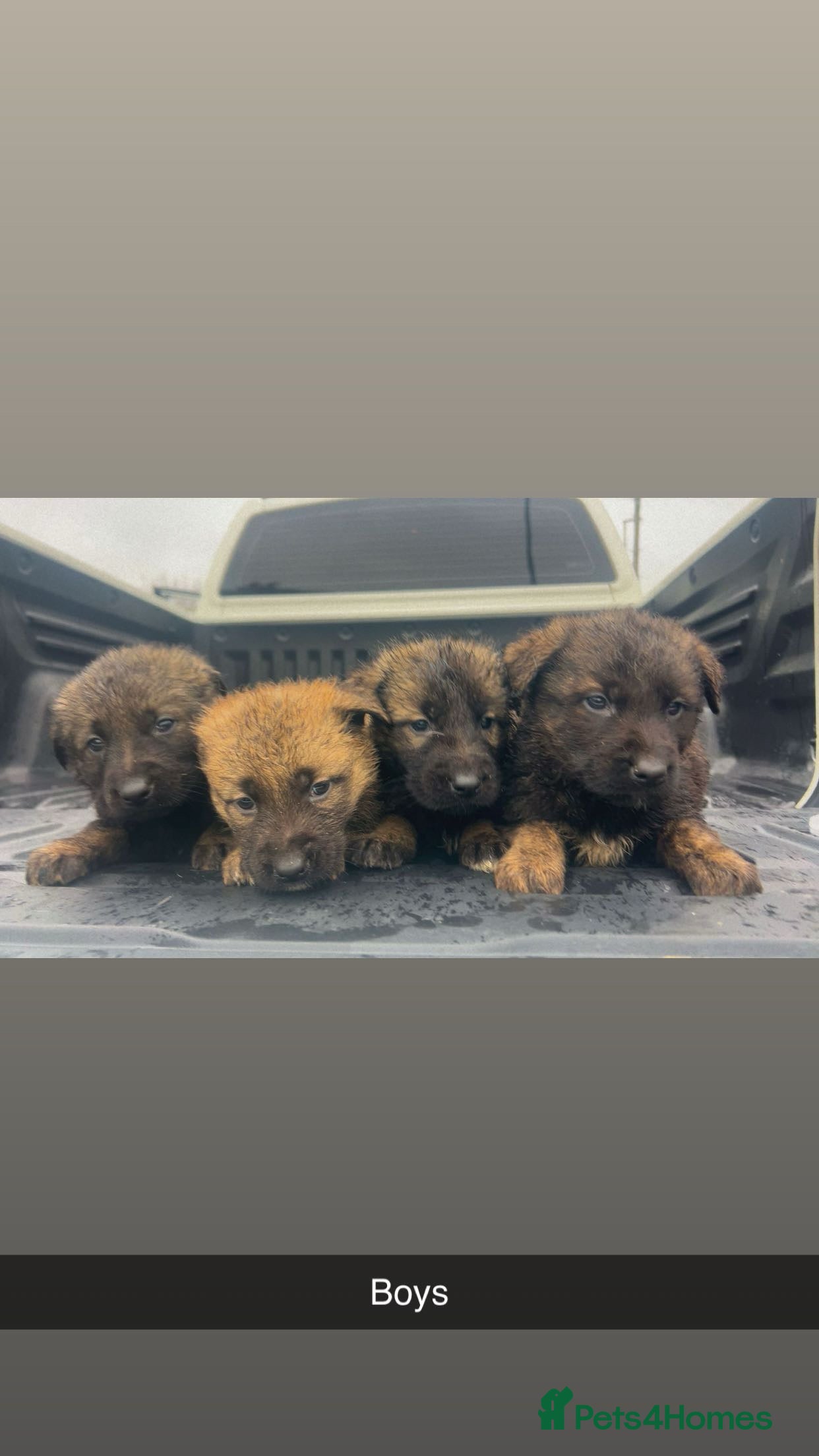 Mixed Breed dogs German shepherd cross Caucasian Shepherd kangal - Advert 13