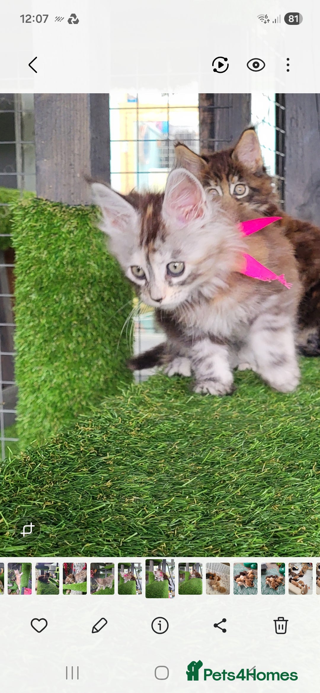 Maine Coon cats Pedigree Maine Coon kittens - Advert 2