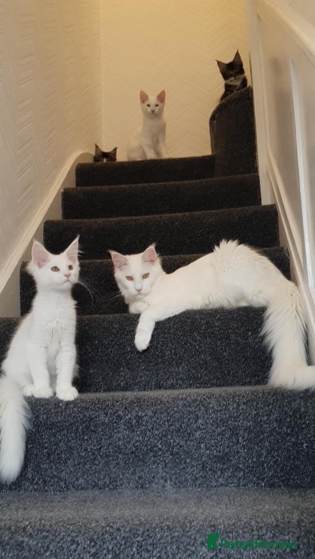 Maine Coon cats Only one white boy left pure maine coon - Advert 2