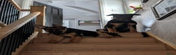 German Shepherd dogs for sale: German Shepherd pups - Advert 1