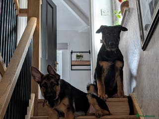 German Shepherd dogs German Shepherd pups - Advert 11