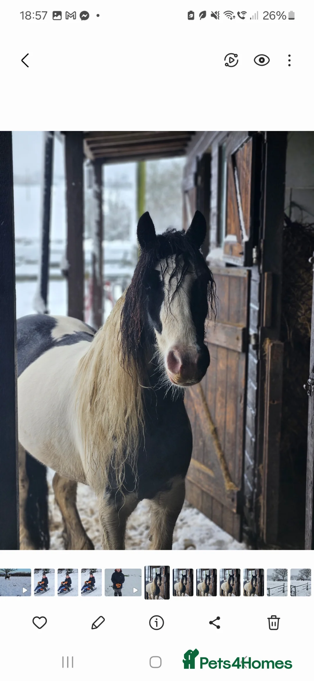 Irish Cob horses for sale: Wonderful cob for sale  in Bradford - Advert 1