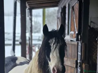 Irish Cob horses Wonderful cob for sale - Advert 18