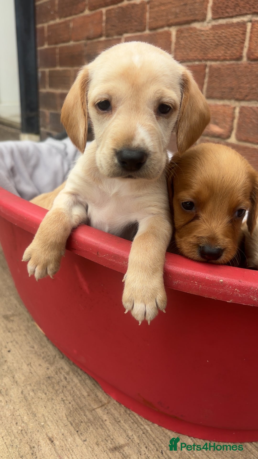 Mixed Breed dogs for sale: Beautiful Sprizla Puppies  - Image 13