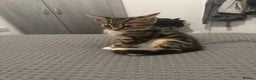 Mixed Breed cats for sale: Energetic & playful Tabby cat - Advert 5