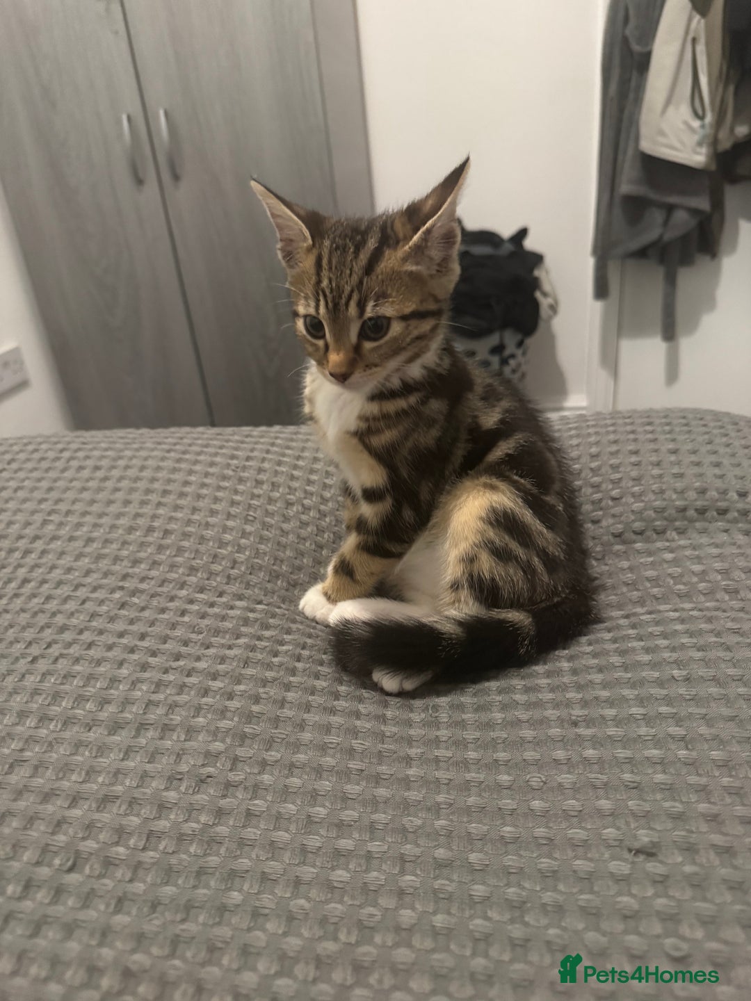 Mixed Breed cats for sale: Energetic & playful Tabby cat - Advert 5