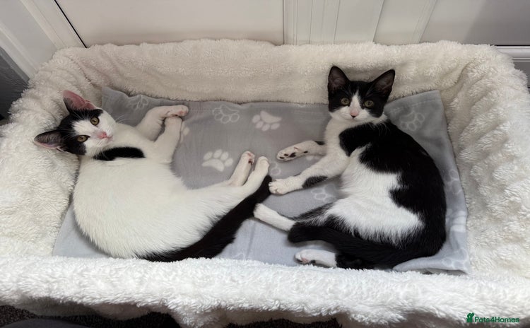 Domestic Shorthair cats - Advert 3