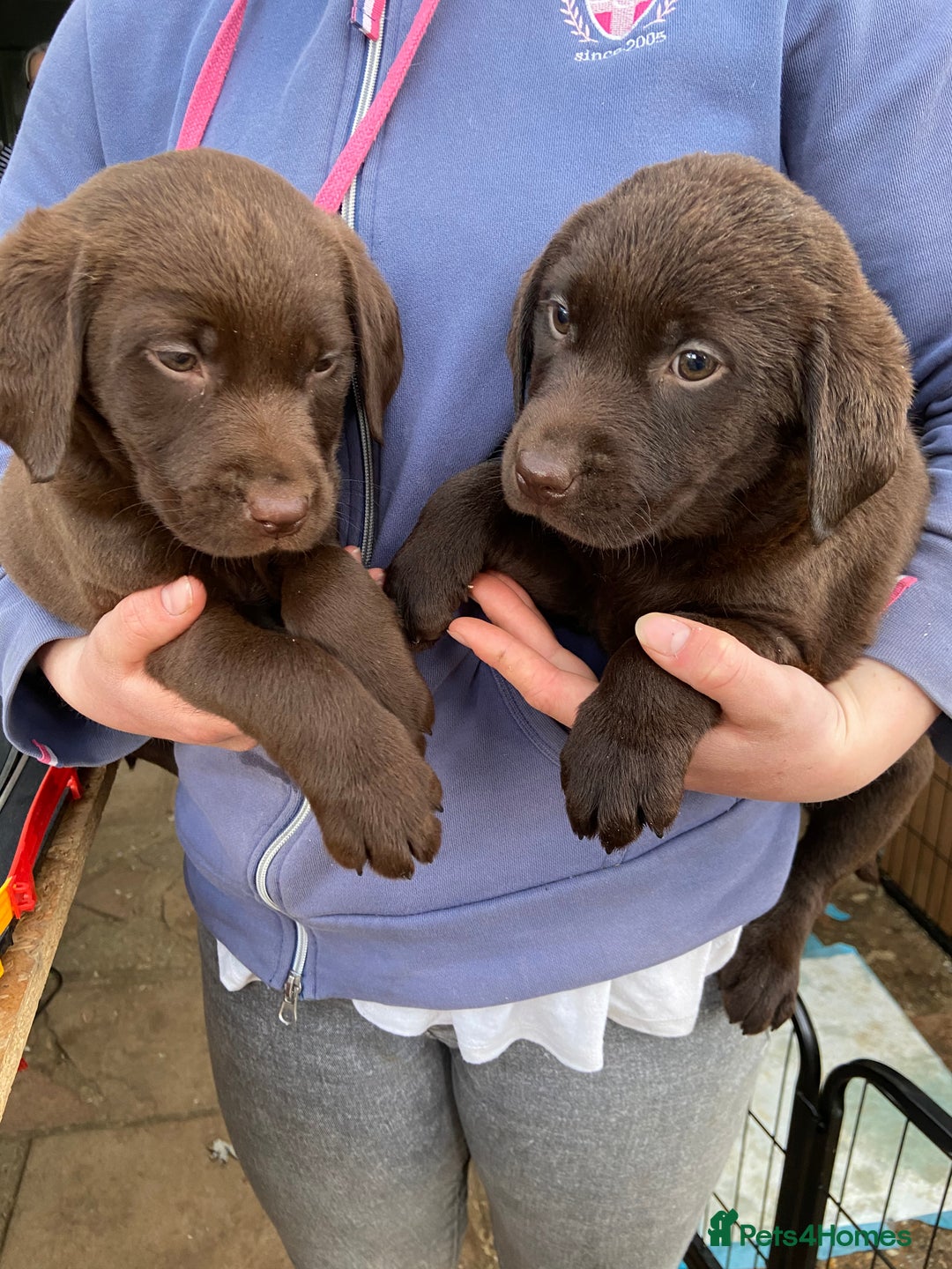 Labrador Retriever dogs for sale: Chunky Chocolate Labrador Puppies - Advert 11