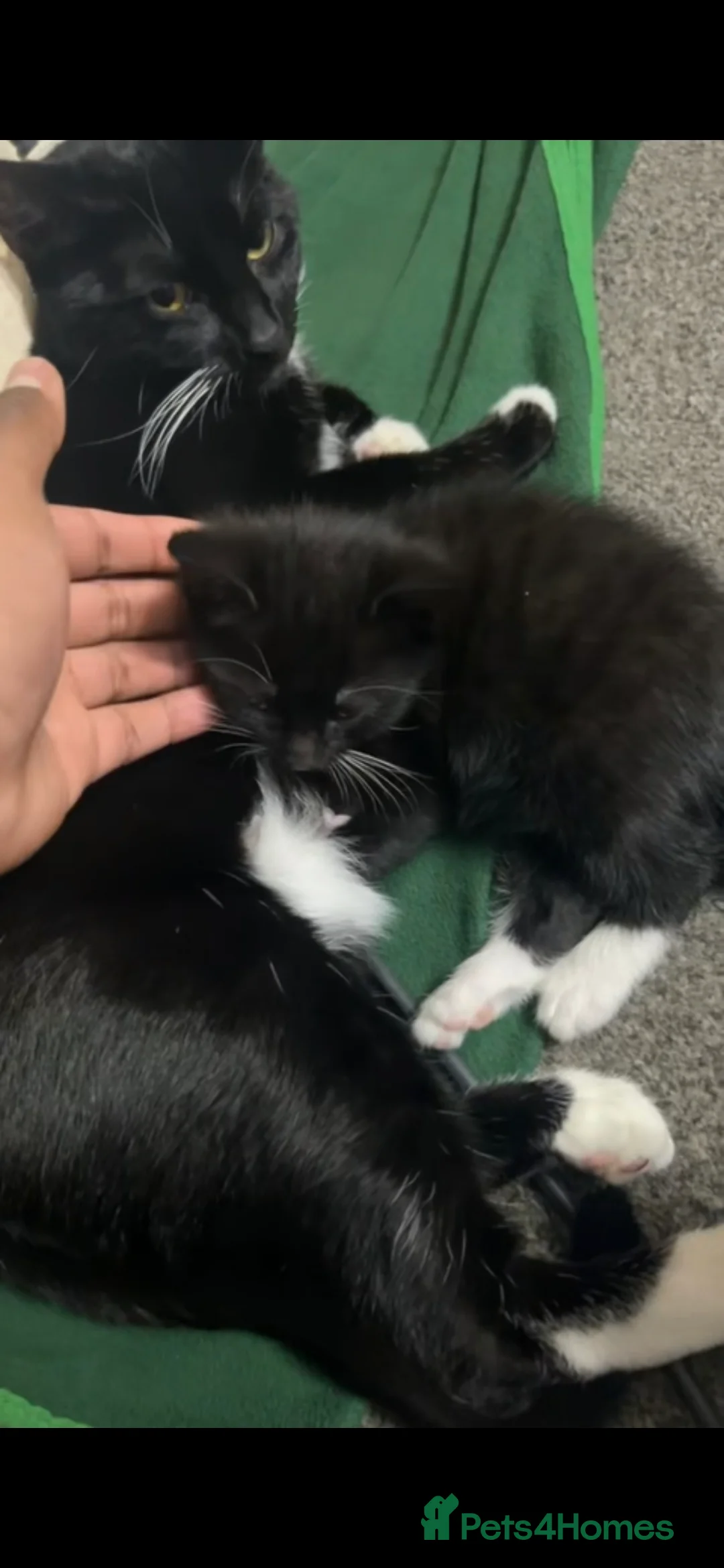 Mixed Breed cats for sale: Beautiful playful kitten need of home - Advert 2