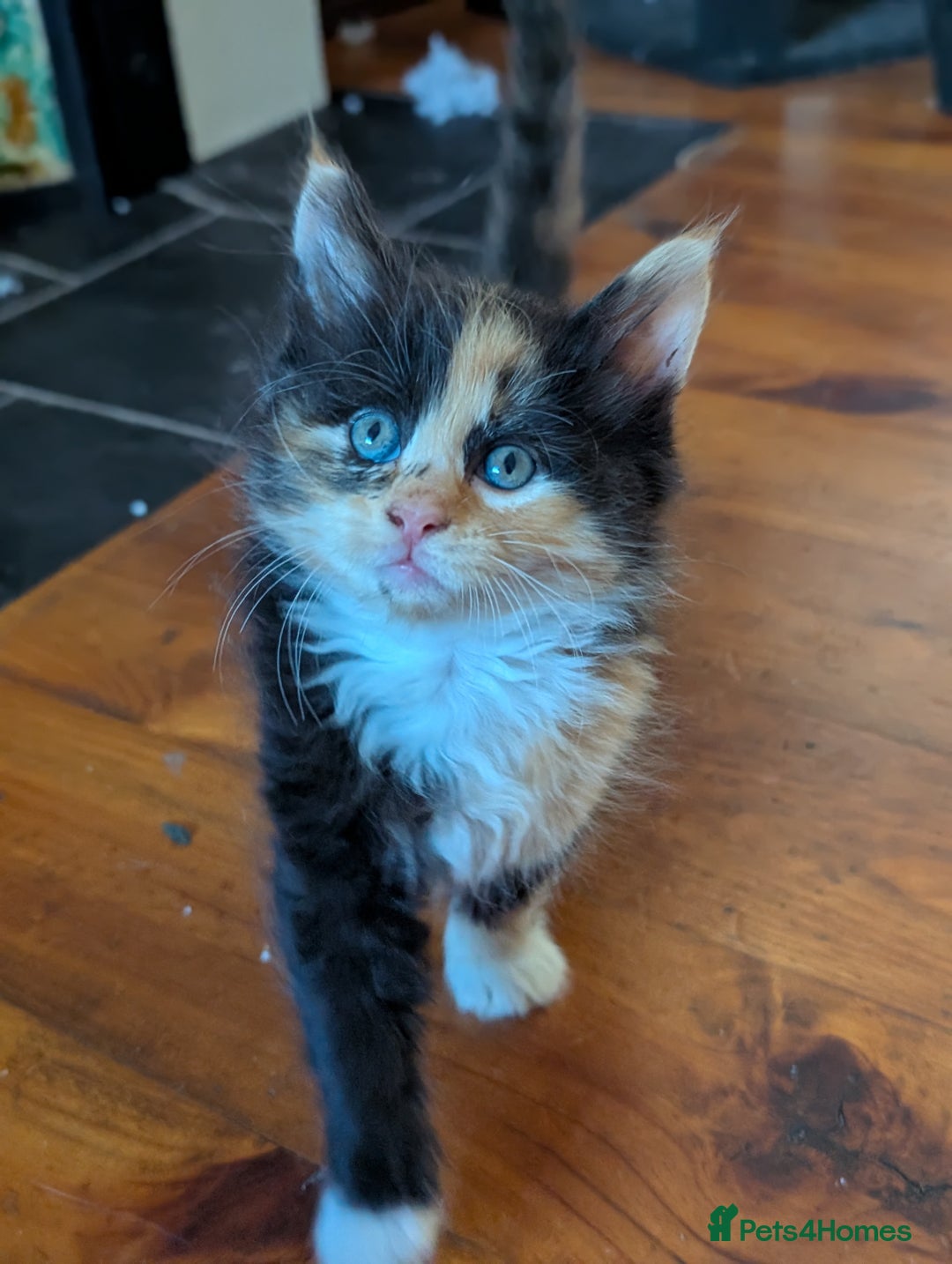 Maine Coon cats for sale: Maine Coon kittens  - Image 4